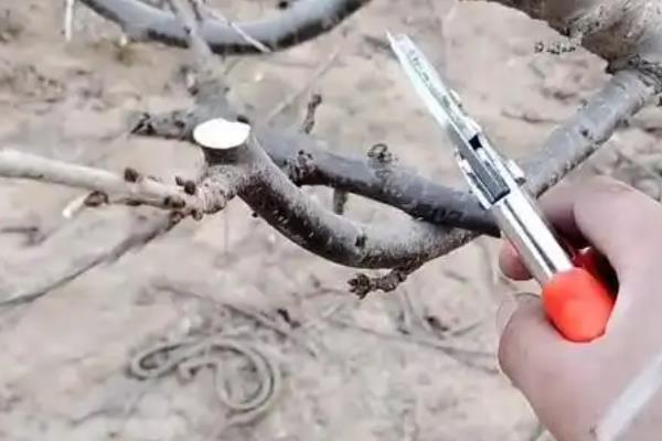 矮化樱桃的高产种植方式，定植建议在3月和12月进行