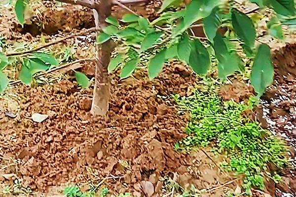 矮化樱桃的高产种植方式，定植建议在3月和12月进行