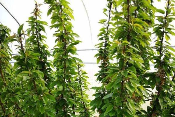 矮化樱桃的高产种植方式，定植建议在3月和12月进行