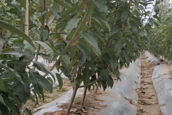 矮化樱桃的高产种植方式，定植建议在3月和12月进行