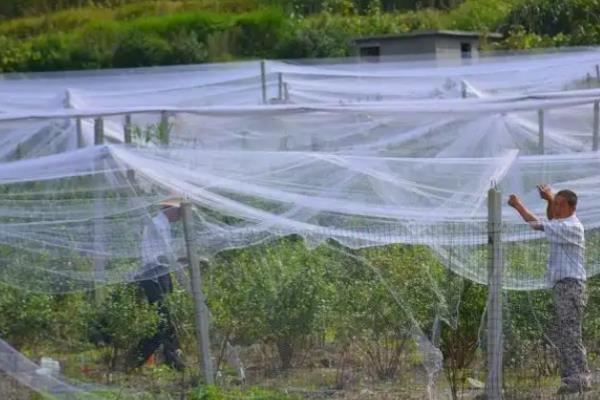 矮化樱桃的高产种植方式，定植建议在3月和12月进行