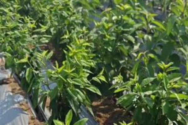 矮化樱桃的高产种植方式，定植建议在3月和12月进行