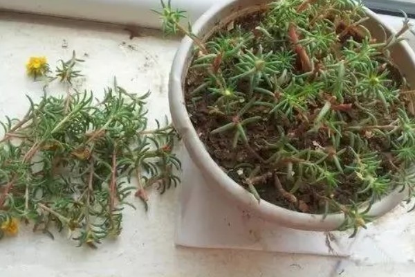 薄雪万年青如何繁殖，可扦插或分株