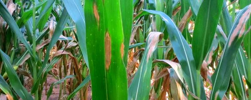 如何防玉米大、小叶斑病，首先要选用抗病品种