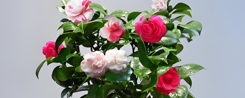 茶花的养殖技术，在入盆的时候要施足底肥