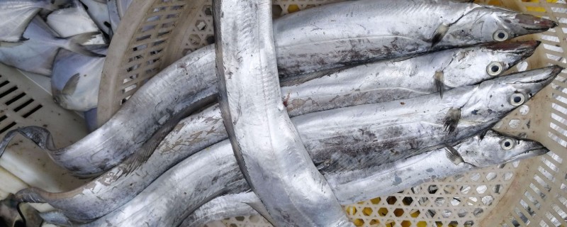 带鱼的种类，常见的有白带鱼、短带鱼等