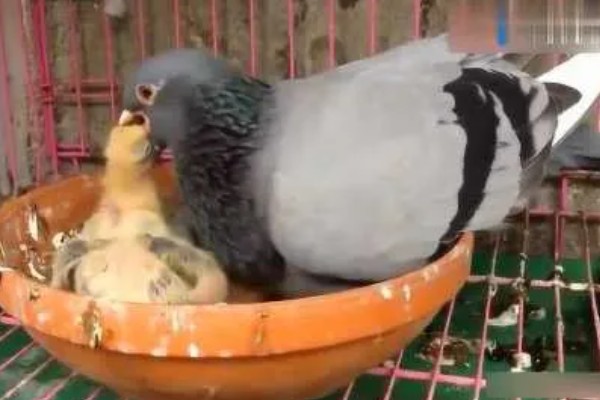 幼鸽下窝后如何喂养,下窝当天尽量不要喂食