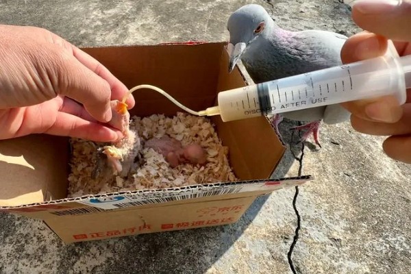 幼鸽下窝后如何喂养,下窝当天尽量不要喂食