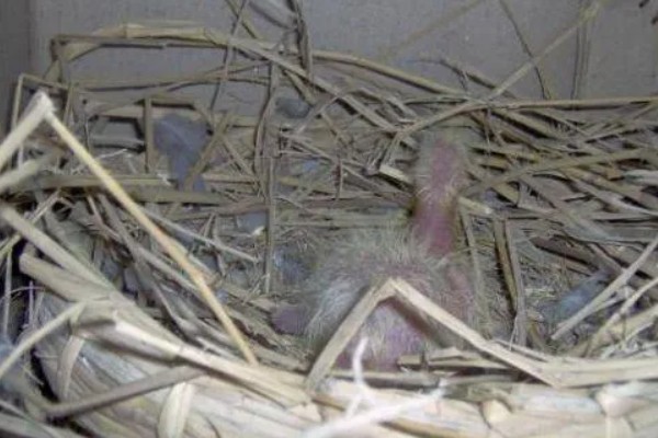 幼鸽下窝后如何喂养,下窝当天尽量不要喂食