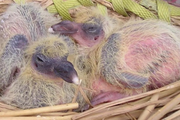 幼鸽下窝后如何喂养,下窝当天尽量不要喂食