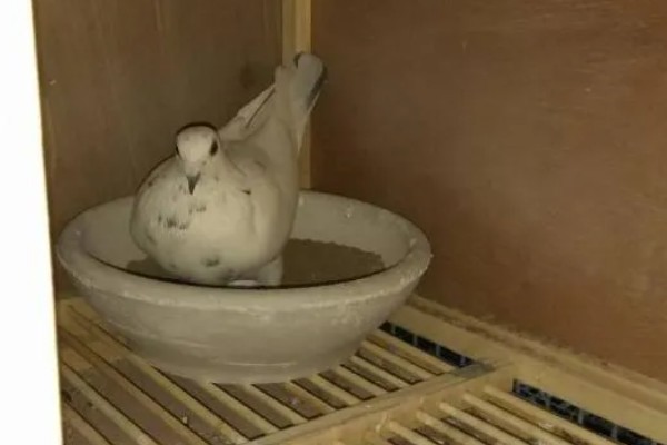 幼鸽下窝后如何喂养,下窝当天尽量不要喂食