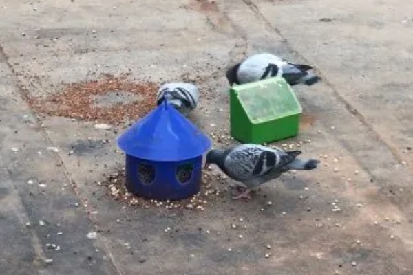 幼鸽下窝后如何喂养,下窝当天尽量不要喂食