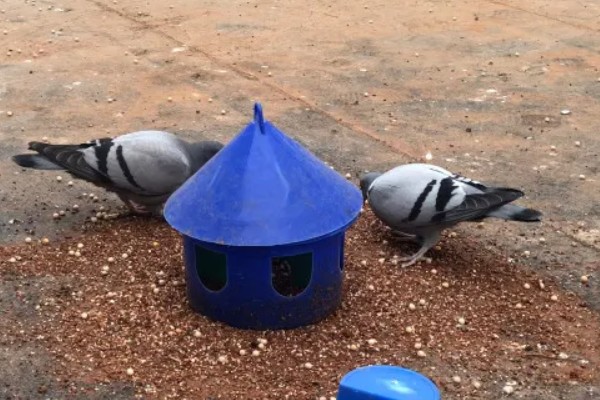 幼鸽下窝后如何喂养,下窝当天尽量不要喂食