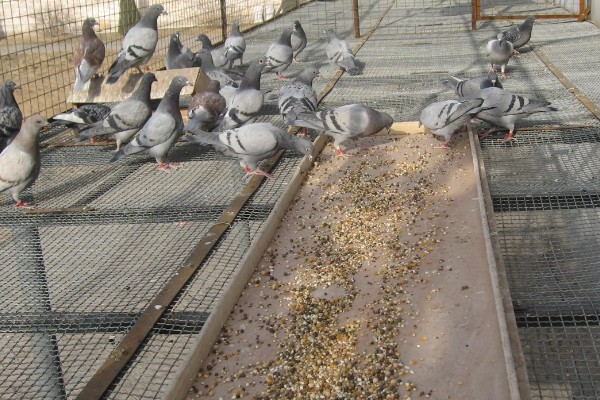 幼鸽下窝后如何喂养,下窝当天尽量不要喂食