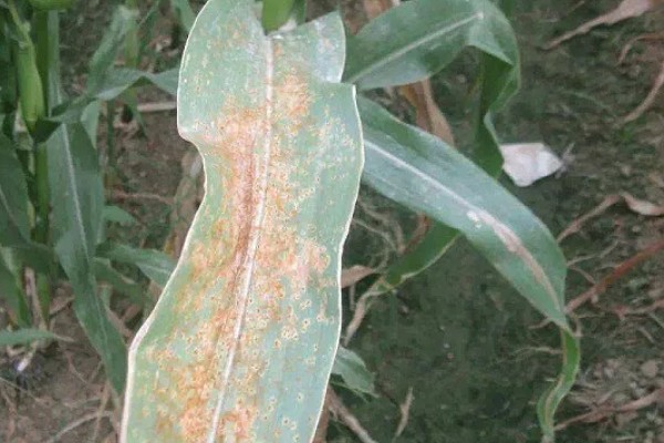 如何防玉米大、小叶斑病,首先要选用抗病品种