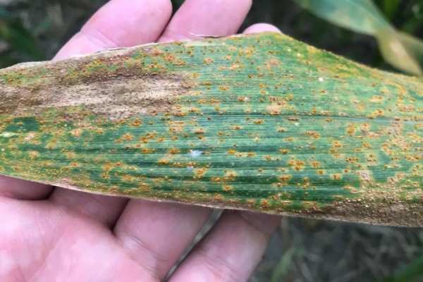 如何防玉米大、小叶斑病,首先要选用抗病品种