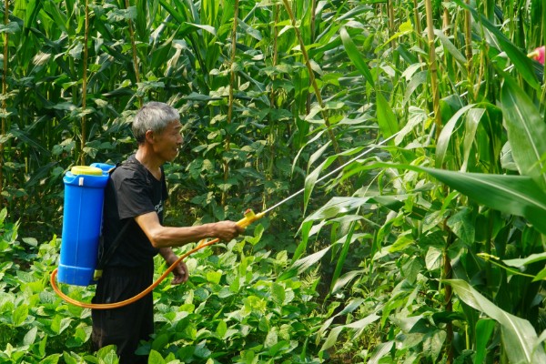 如何防玉米大、小叶斑病,首先要选用抗病品种