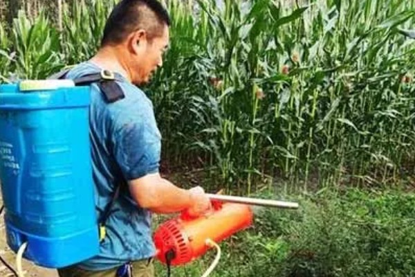 如何防玉米大、小叶斑病,首先要选用抗病品种