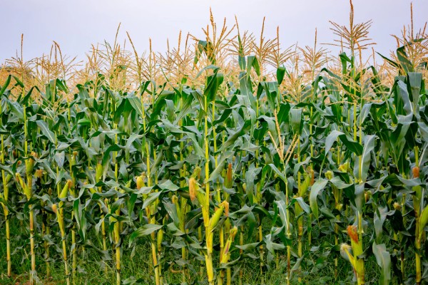 如何防玉米大、小叶斑病,首先要选用抗病品种