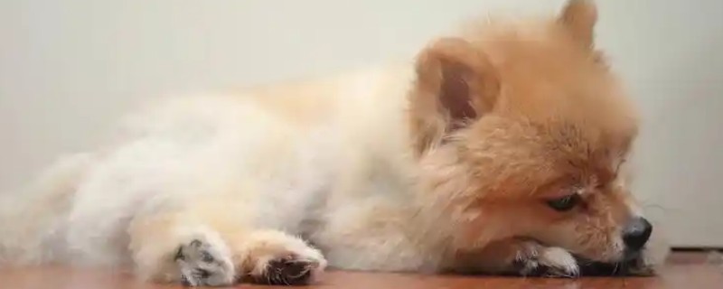 狗耳朵凉是不是发烧，需根据症状来验证