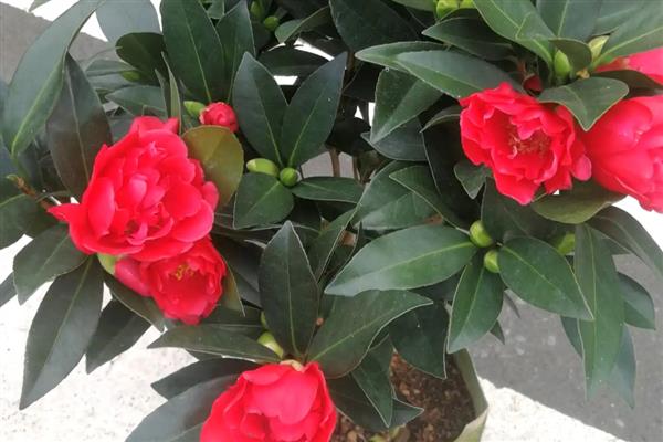 茶花的养殖技术,在入盆的时候要施足底肥