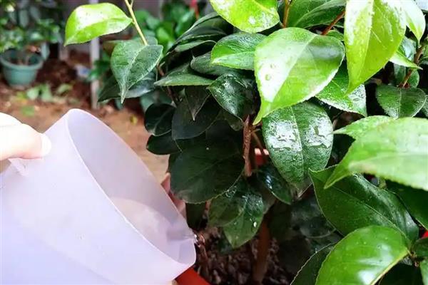 茶花的养殖技术,在入盆的时候要施足底肥