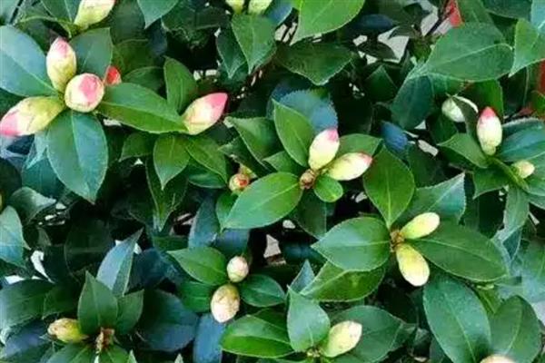 茶花的养殖技术,在入盆的时候要施足底肥