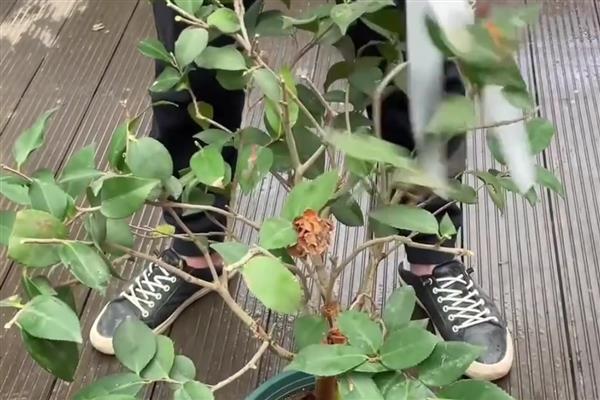 茶花的养殖技术,在入盆的时候要施足底肥