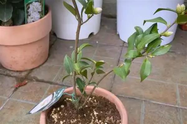 茶花的养殖技术,在入盆的时候要施足底肥