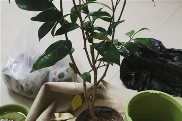 茶花的养殖技术,在入盆的时候要施足底肥