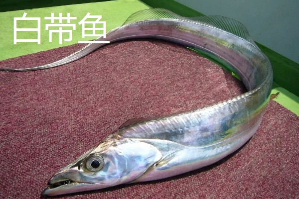 带鱼的种类,常见的有白带鱼、短带鱼等