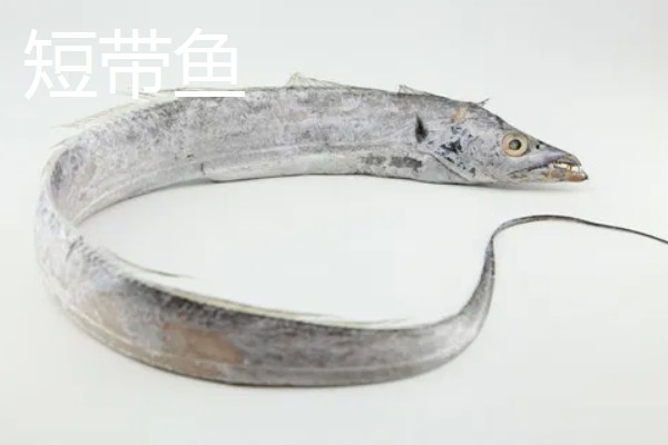 带鱼的种类,常见的有白带鱼、短带鱼等