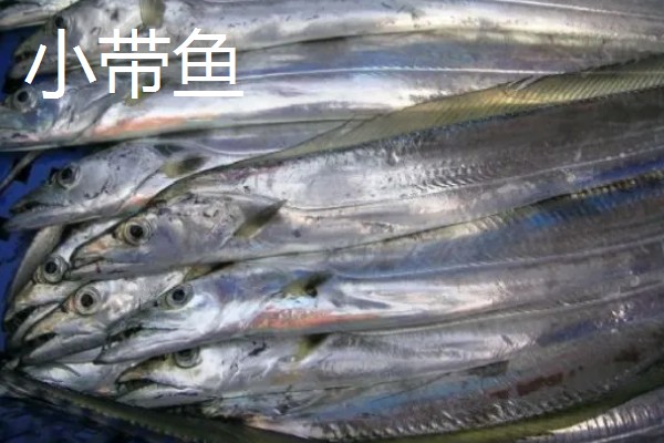带鱼的种类,常见的有白带鱼、短带鱼等