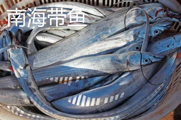 带鱼的种类,常见的有白带鱼、短带鱼等