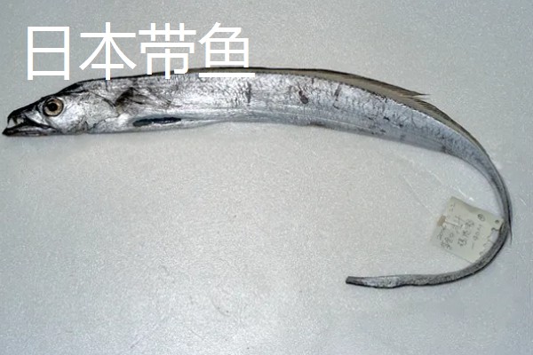 带鱼的种类,常见的有白带鱼、短带鱼等