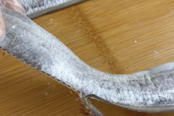 带鱼的种类,常见的有白带鱼、短带鱼等