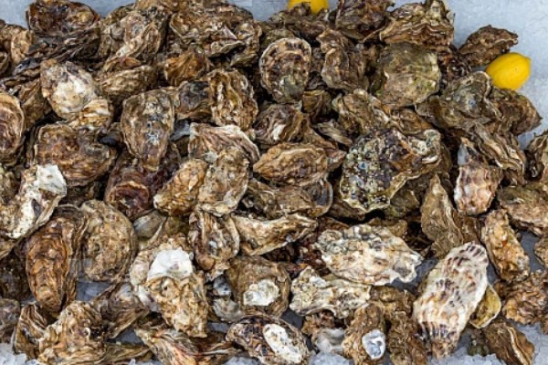 牡蛎有哪些保存方式，最多在冰柜中保存6天