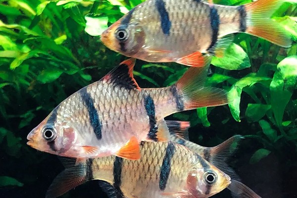 四间鲫鱼好不好养，饲养难度一般