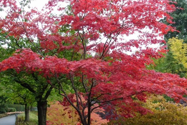 枫树叶什么时候会变红，在秋天变红