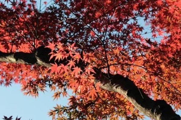 枫树叶什么时候会变红，在秋天变红