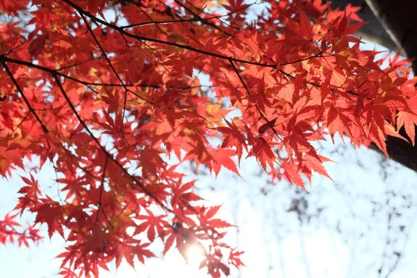 枫树叶什么时候会变红，在秋天变红