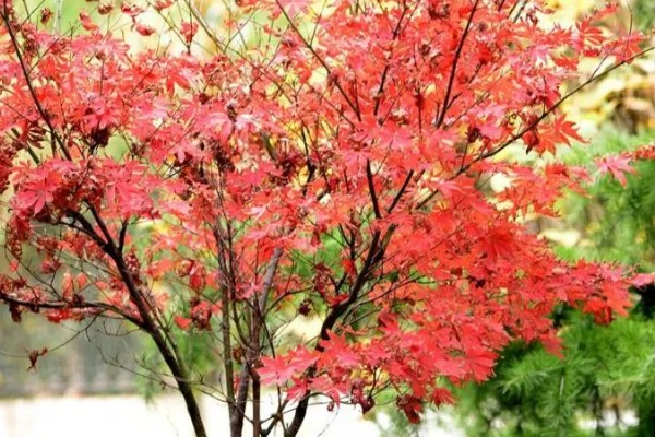 枫树叶什么时候会变红，在秋天变红