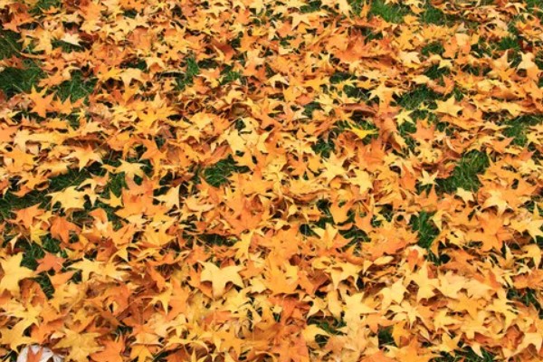 枫树叶什么时候会变红，在秋天变红