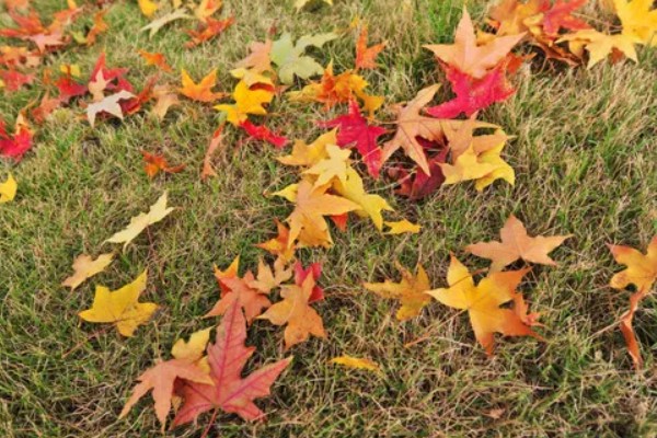 枫树叶什么时候会变红，在秋天变红