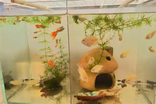 孔雀鱼小鱼怎么养，将水温控制在24-27度