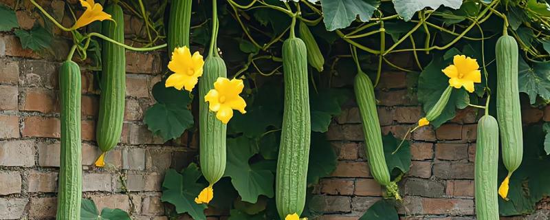 夏季蔬菜的品种，常见的有丝瓜、冬瓜和黄瓜等