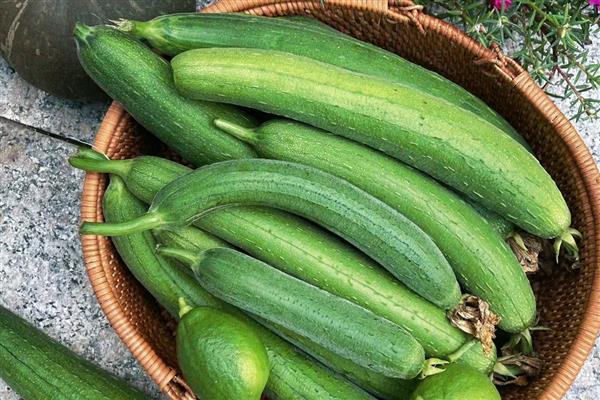 夏季蔬菜的品种，常见的有丝瓜、冬瓜和黄瓜等