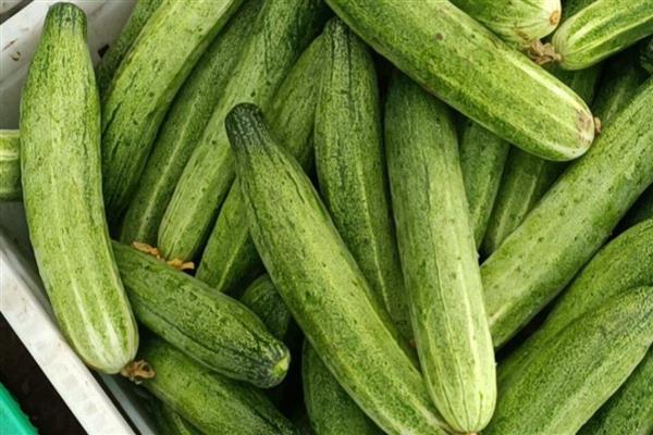 夏季蔬菜的品种，常见的有丝瓜、冬瓜和黄瓜等