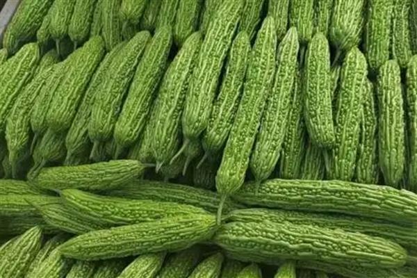 夏季蔬菜的品种，常见的有丝瓜、冬瓜和黄瓜等