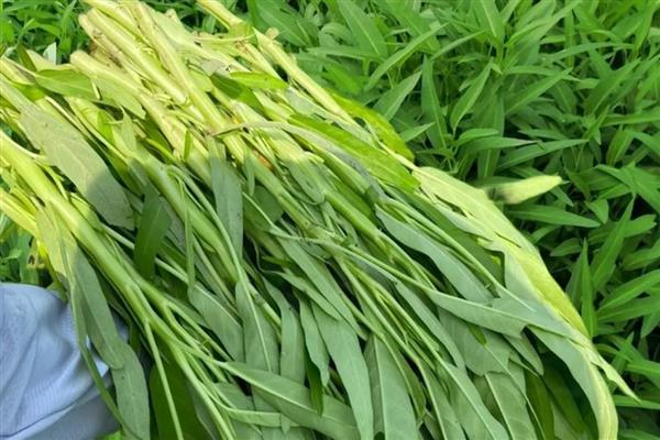 夏季蔬菜的品种，常见的有丝瓜、冬瓜和黄瓜等